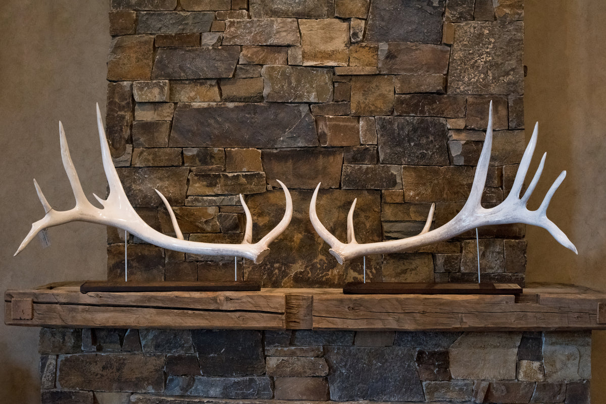 Polished Elk Antlers – Mountain Wildwoods