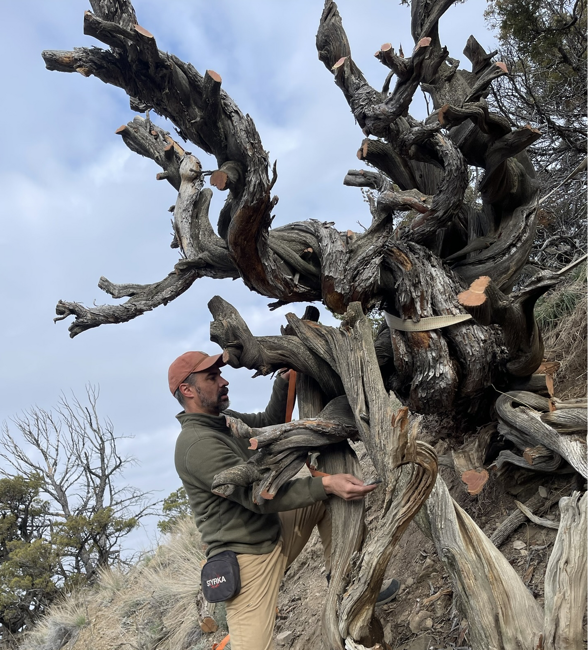 Tom Benedict stands beside a large, gnarled old juniper tree on a dry grassy hillside under a cloudy sky.