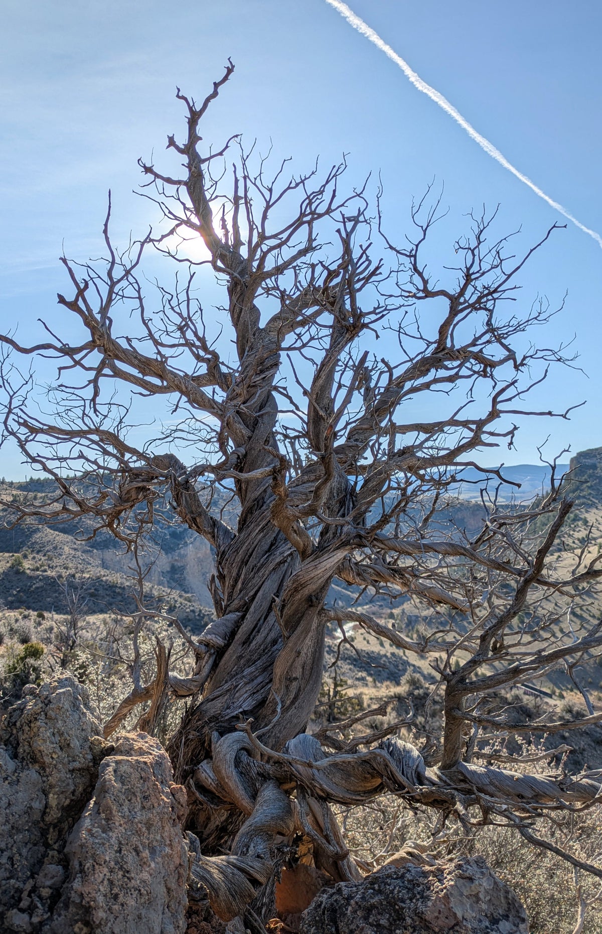 A gnarled, dead juniper tree with twisted branches stands on rocky ground against a blue sky with a contrail, overlooking a dry mountain landscape.