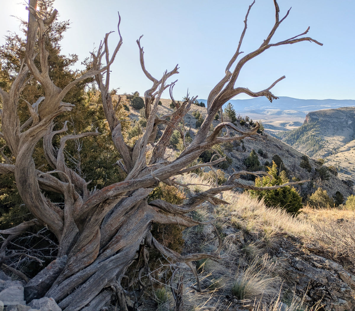 A close-up of a gnarled, dead juniper tree trunk in a rocky, grassy mountain landscape under a clear blue sky. 