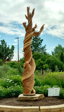 The Corkscrew Juniper