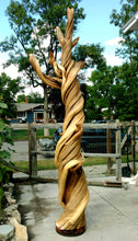 The Corkscrew Juniper