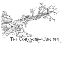 The Corkscrew Juniper