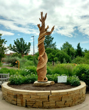 The Corkscrew Juniper