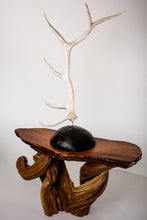 Polished Elk Antlers