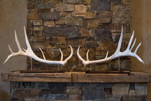 Polished Elk Antlers