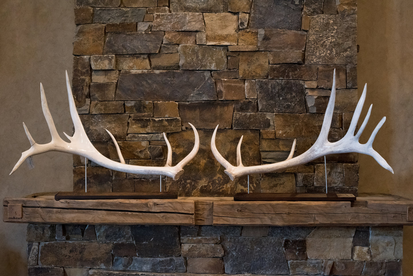Polished Elk Antlers