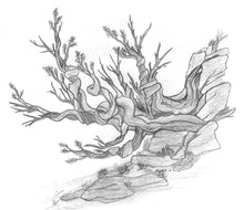 The Behemoth Juniper
